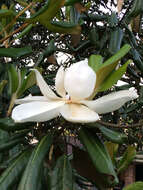 Image of southern magnolia