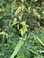 Image of Catchfly Grass