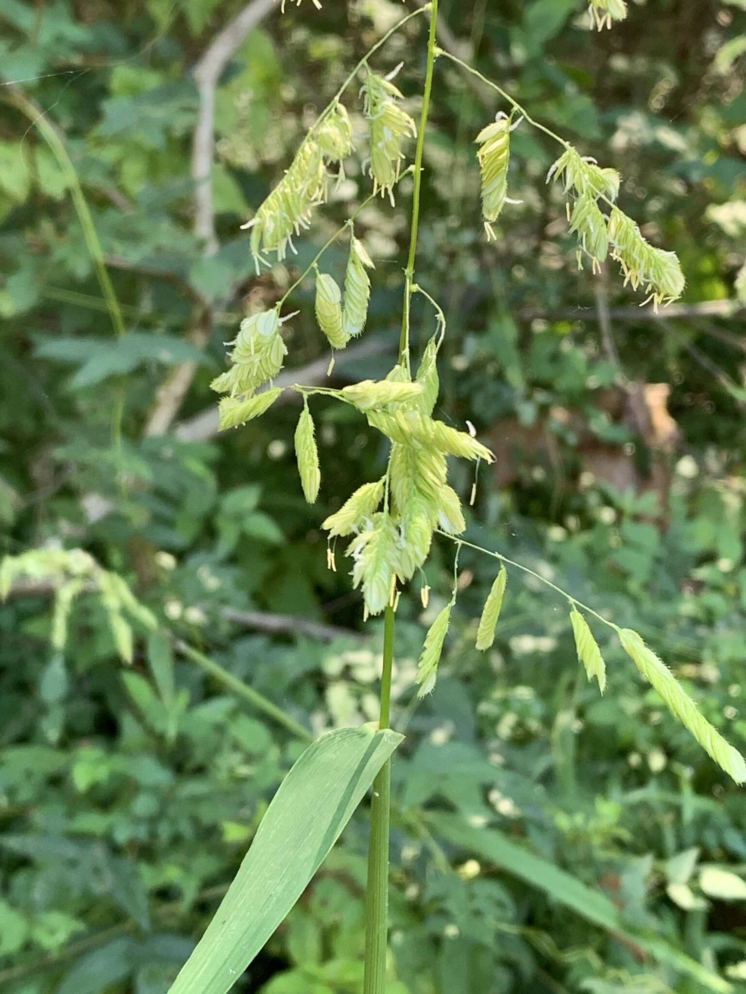 Plancia ëd Leersia lenticularis Michx.