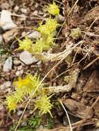 Plancia ëd Sedum acre subsp. neglectum (Ten.) Arcang.