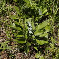 Image of Saussurea pseudotilesii Lipsch.