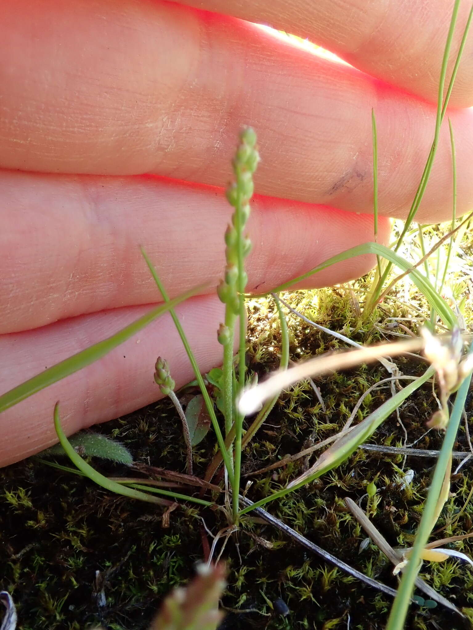 صورة Plantago pusilla Nuttall