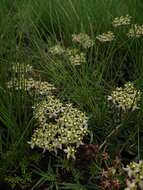 Sivun Asclepias multicaulis (E. Mey.) Schltr. kuva