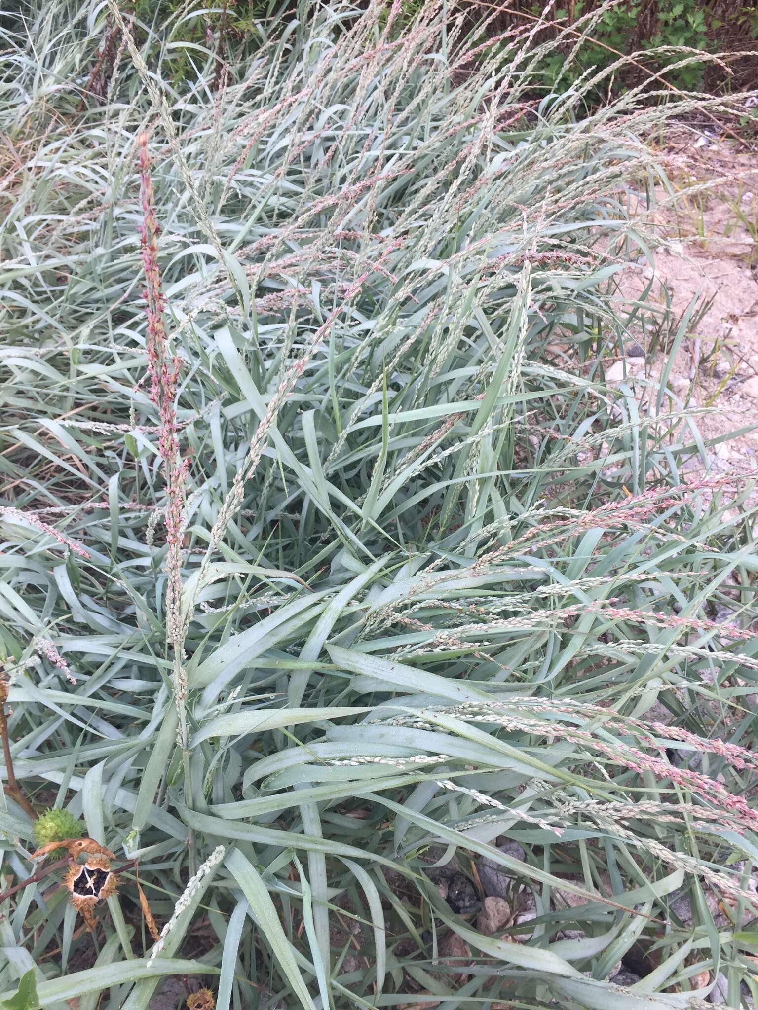 Image of bitter panicgrass