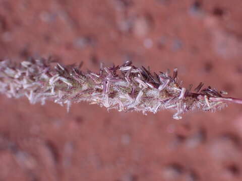 Image of Tragus koelerioides Asch.