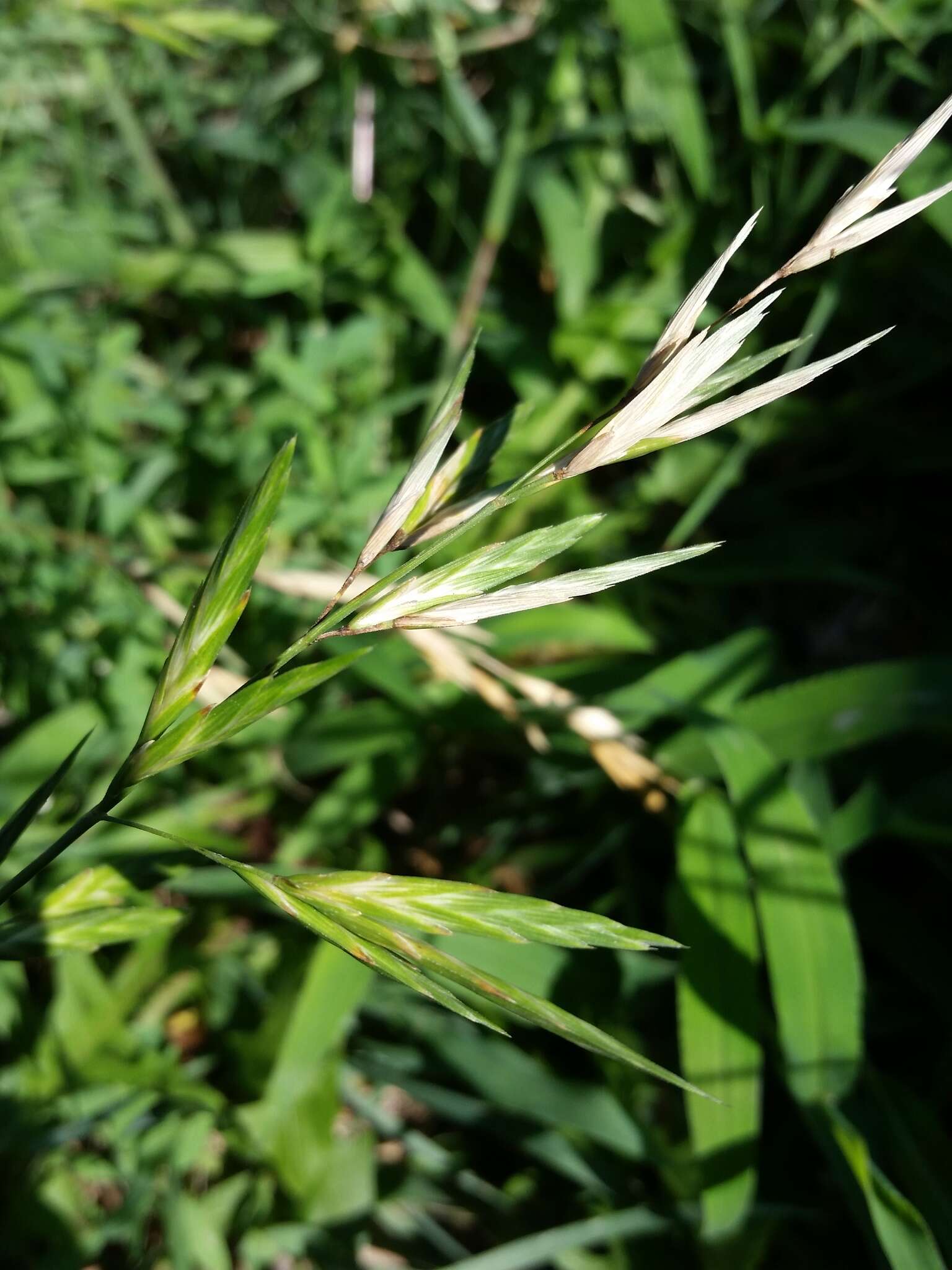 Imagem de Bromus catharticus var. catharticus