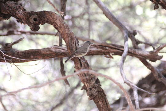 Image of Plumbeous Vireo