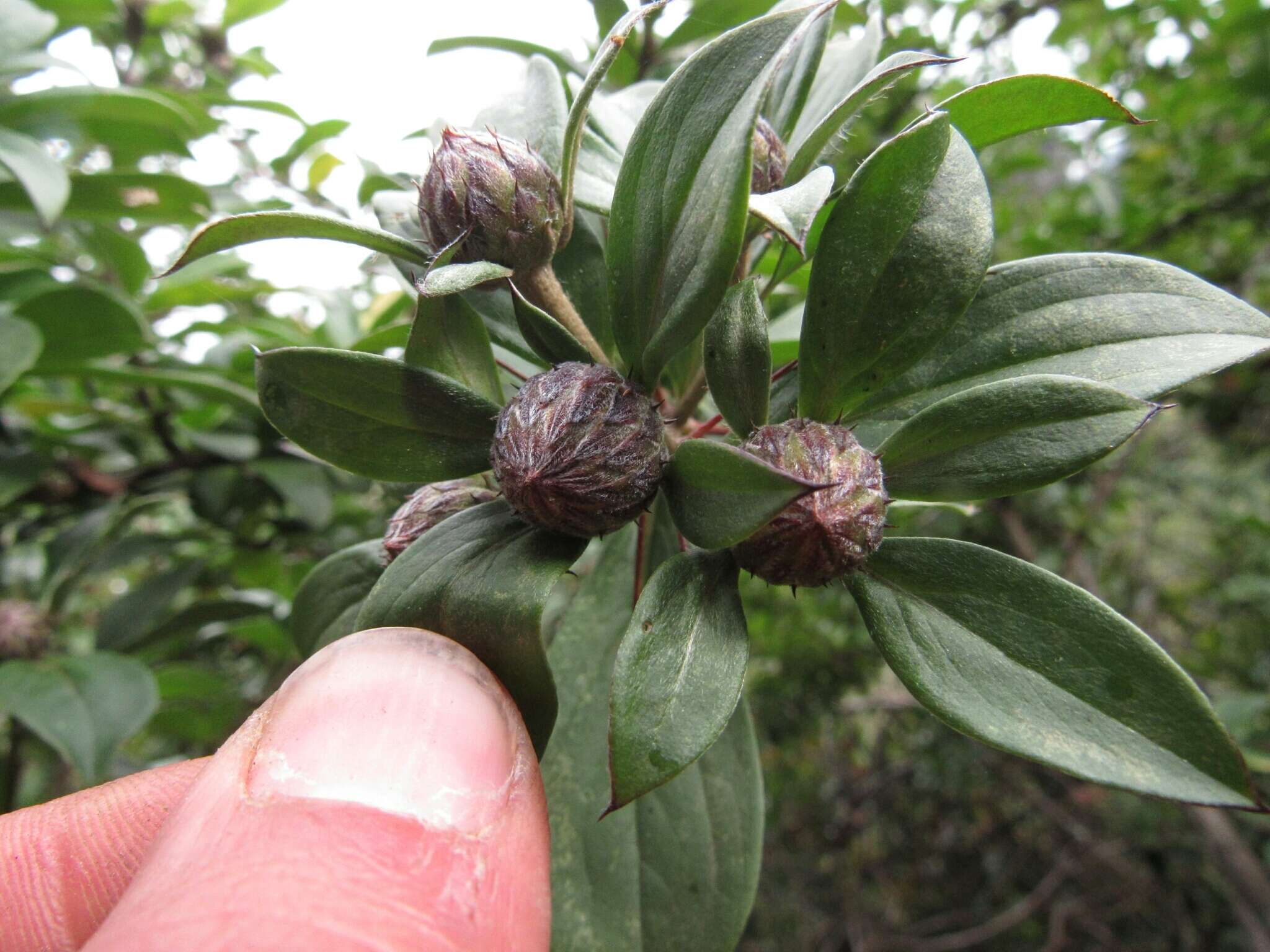 Image of Barnadesia spinosa L. fil.