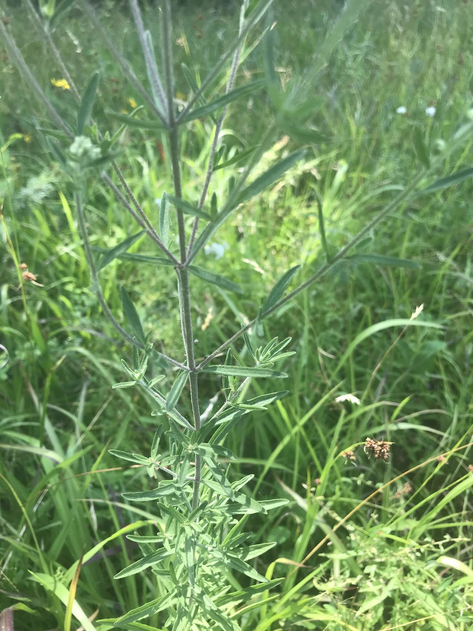 Image of hyssopleaf thoroughwort