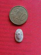 Image of humped keyhole limpet