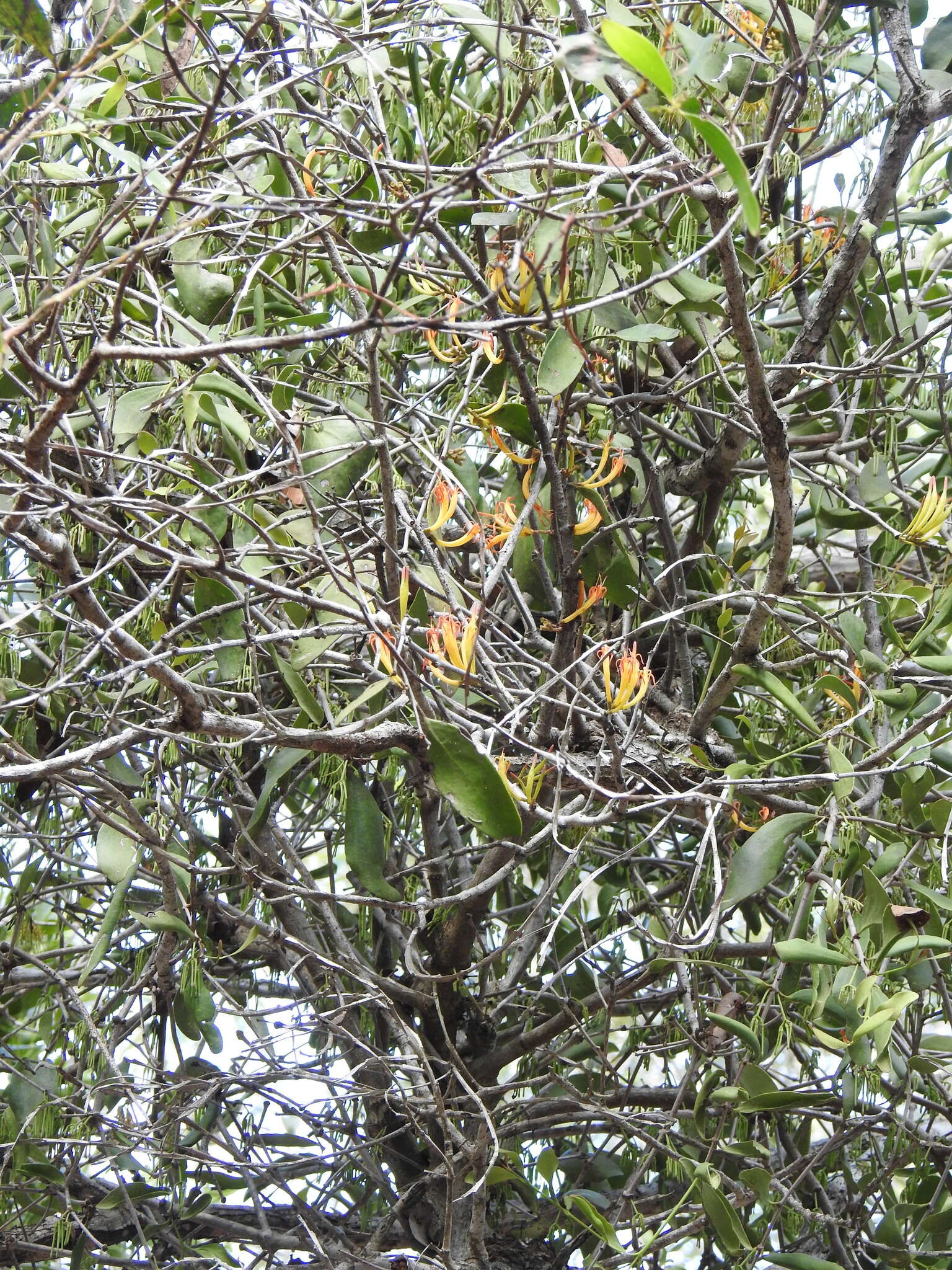 Image of Dendrophthoe vitellina (F. Müll.) Tieghem