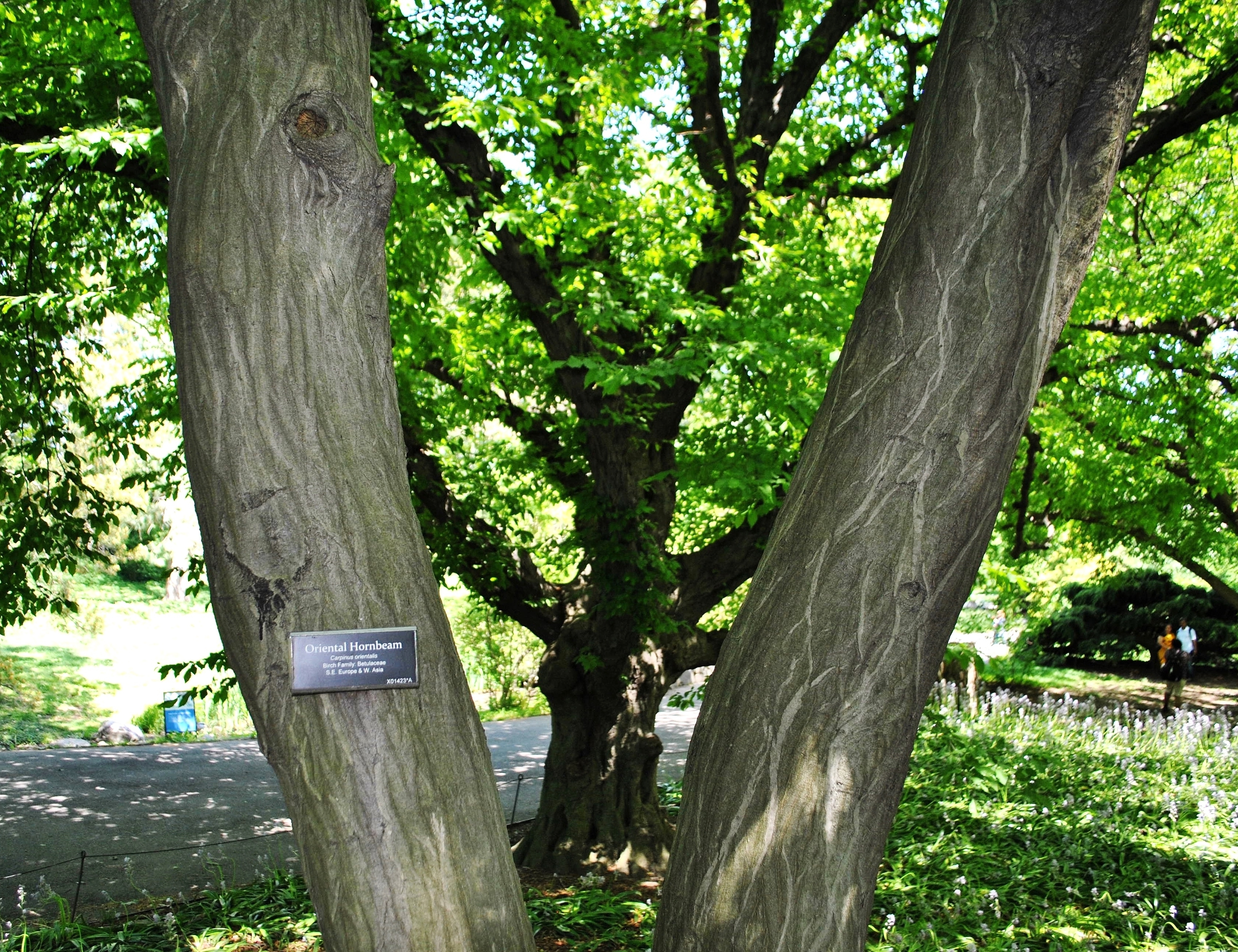 Carpinus orientalis (rights holder: Kurt Andreas)