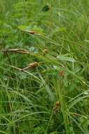 Image of Carex middendorffii F. Schmidt