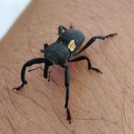 Image of Bark weevil