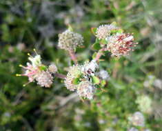 Image of Leucospermum royenifolium (Salisb. ex Knight) Stapf