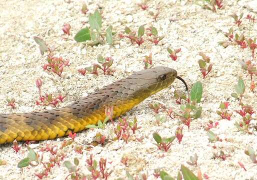 Image of Notechis scutatus scutatus (W. C. H. Peters 1861)