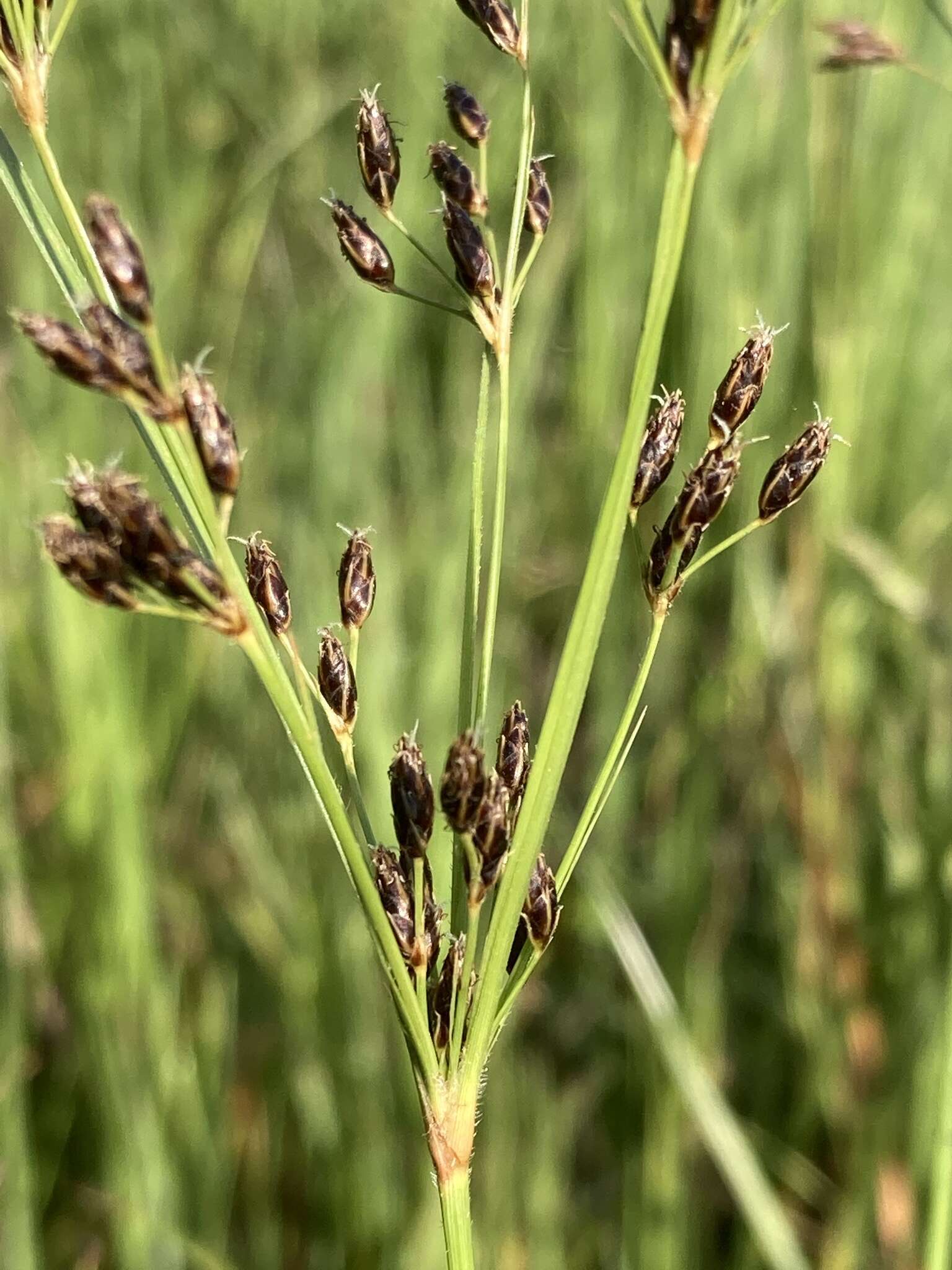 Sivun Fimbristylis dichotoma (L.) Vahl kuva