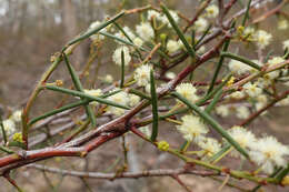 صورة Acacia genistifolia Link