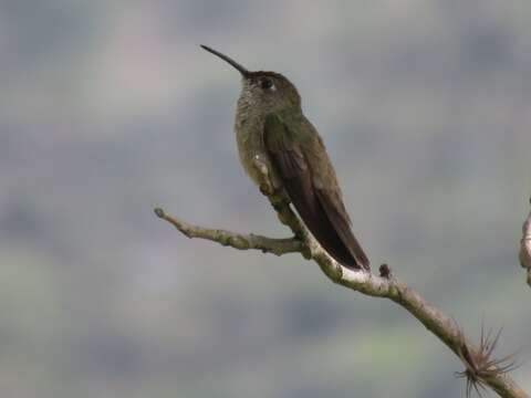 Image of Spot-throated Hummingbird