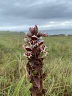 Image de Satyrium sphaerocarpum Lindl.