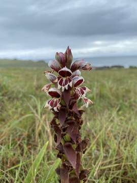 Imagem de Satyrium sphaerocarpum Lindl.