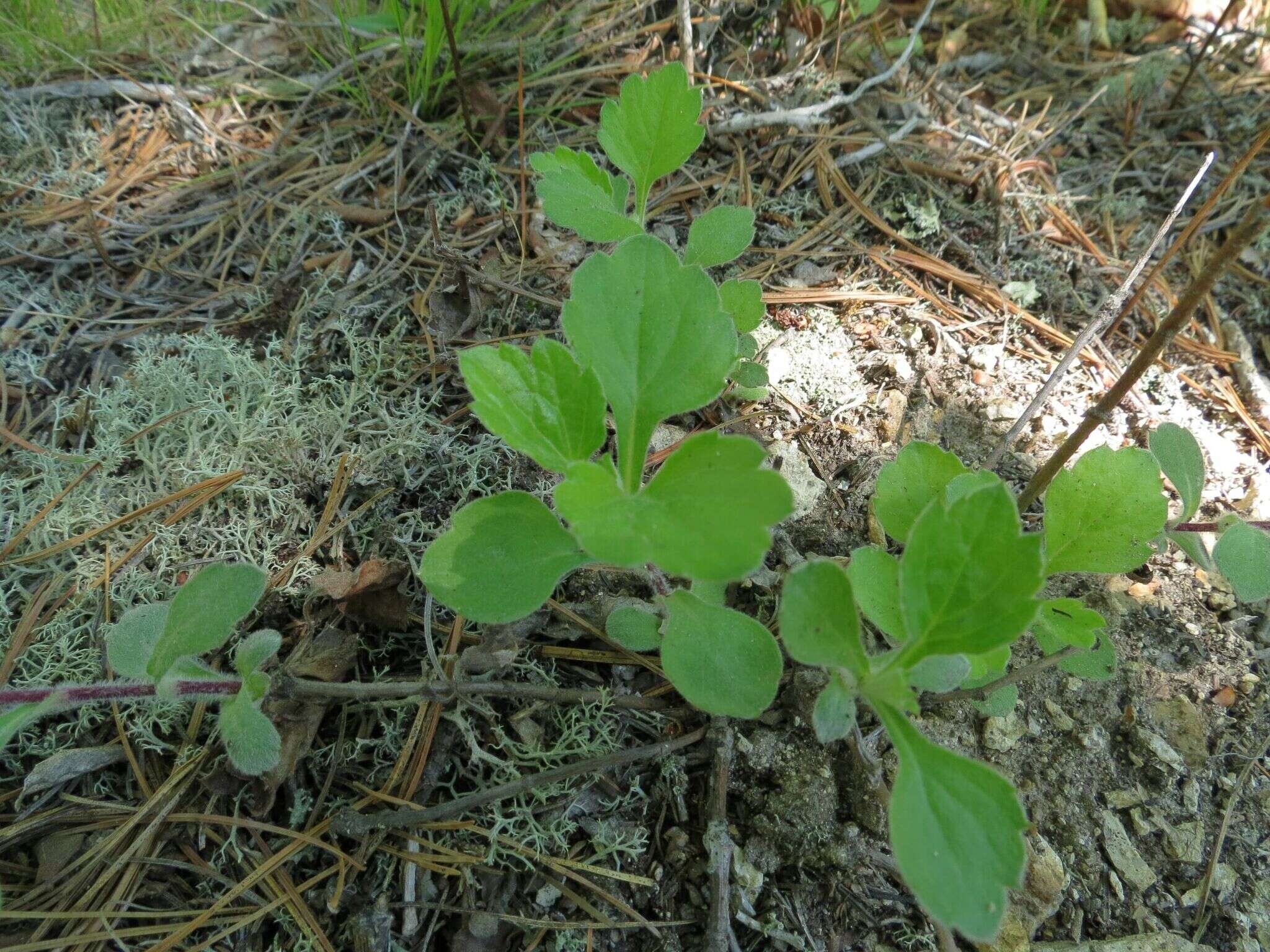 Image of Artemisia keiskeana Miq.