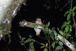 Image of Hodgson's Frogmouth