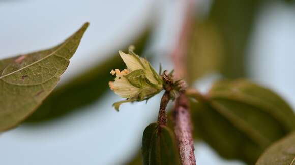 Hibiscus purpusii T. S. Brandeg.的圖片