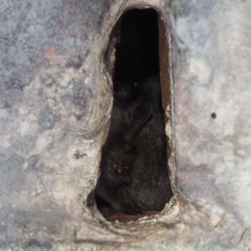 Image of Natterer's Bat