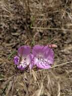 Image de Clarkia bottae (Spach) H. & M. Lewis