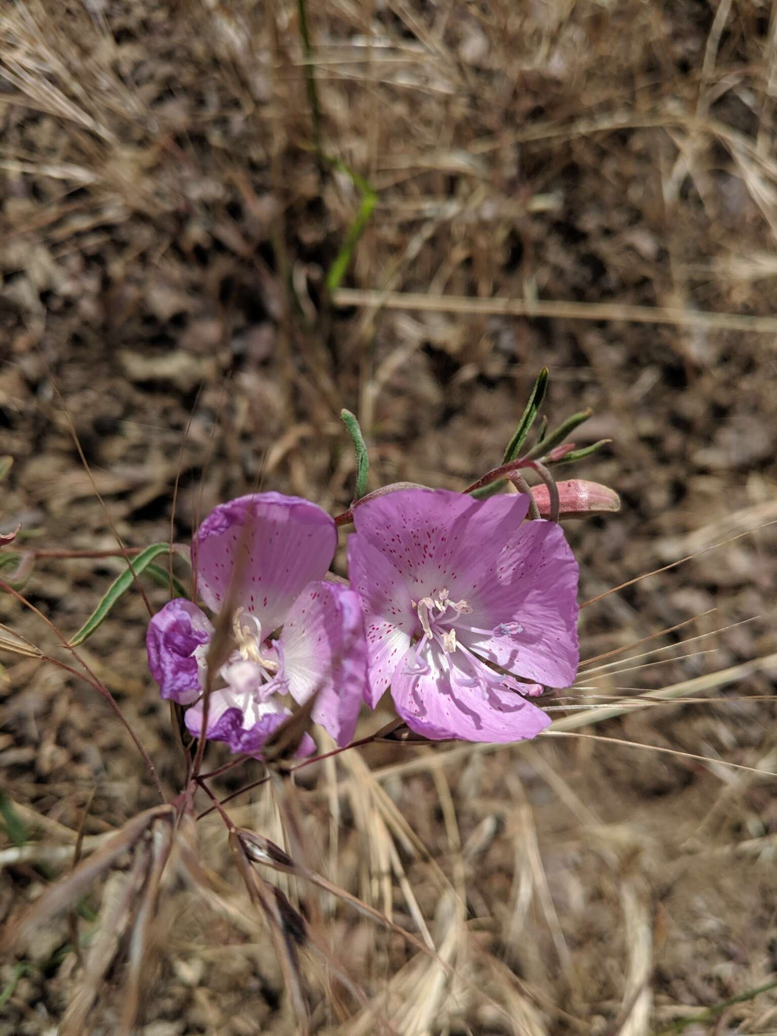 Image de Clarkia bottae (Spach) H. & M. Lewis