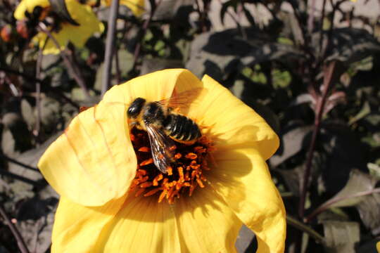 Megachile inermis Provancher 1888 resmi