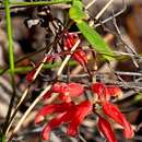 Image of Grevillea irrasa subsp. irrasa