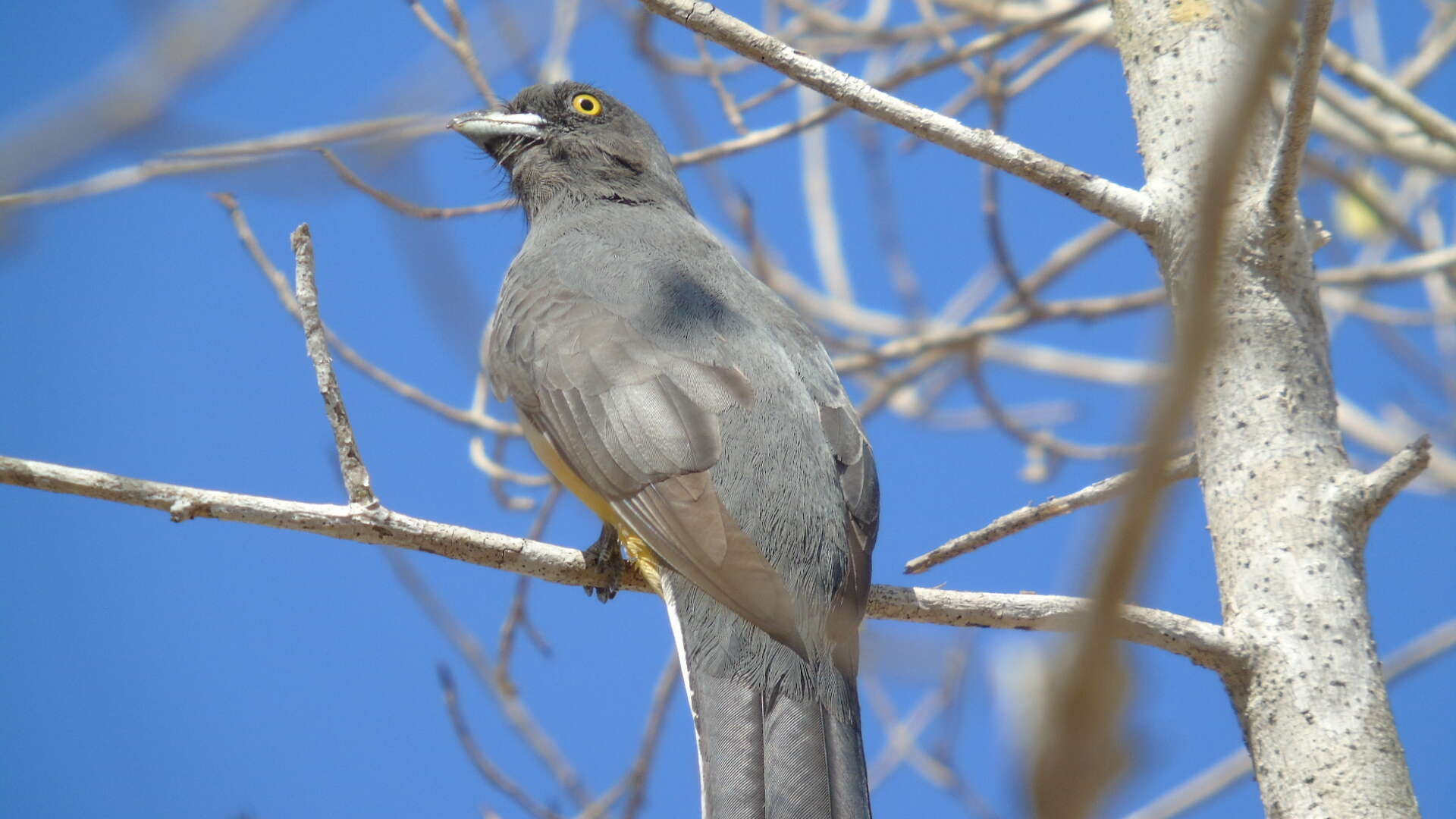 Image of Citreoline Trogon