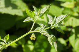 Image of Physalis ampla Waterf.