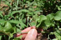 Image of Adenia hastata var. glandulifera de Wilde