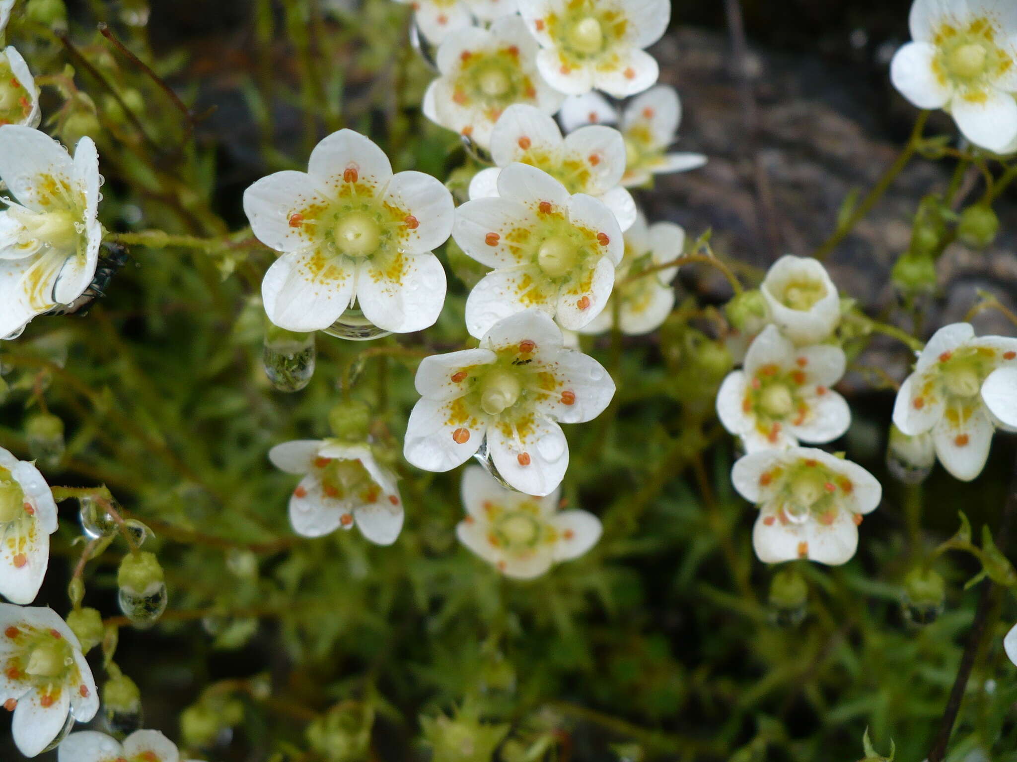 Imagem de Saxifraga aspera L.