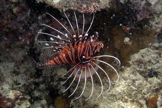 Image of Broadbarred firefish