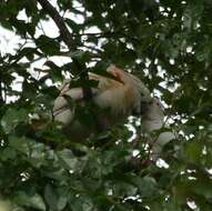 Imagem de Cacatua moluccensis (Gmelin & JF 1788)