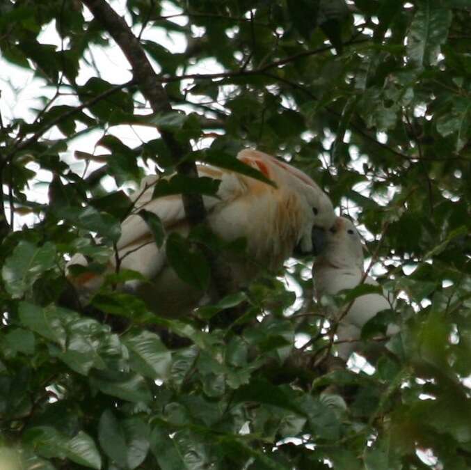 Cacatua moluccensis (Gmelin & JF 1788) resmi