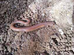 Image of Garden Slender Salamander