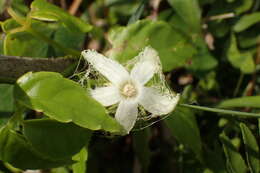 Image of Trichosanthes cucumeroides (Ser.) Maxim.