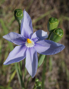 Image of Prairie pleatleaf