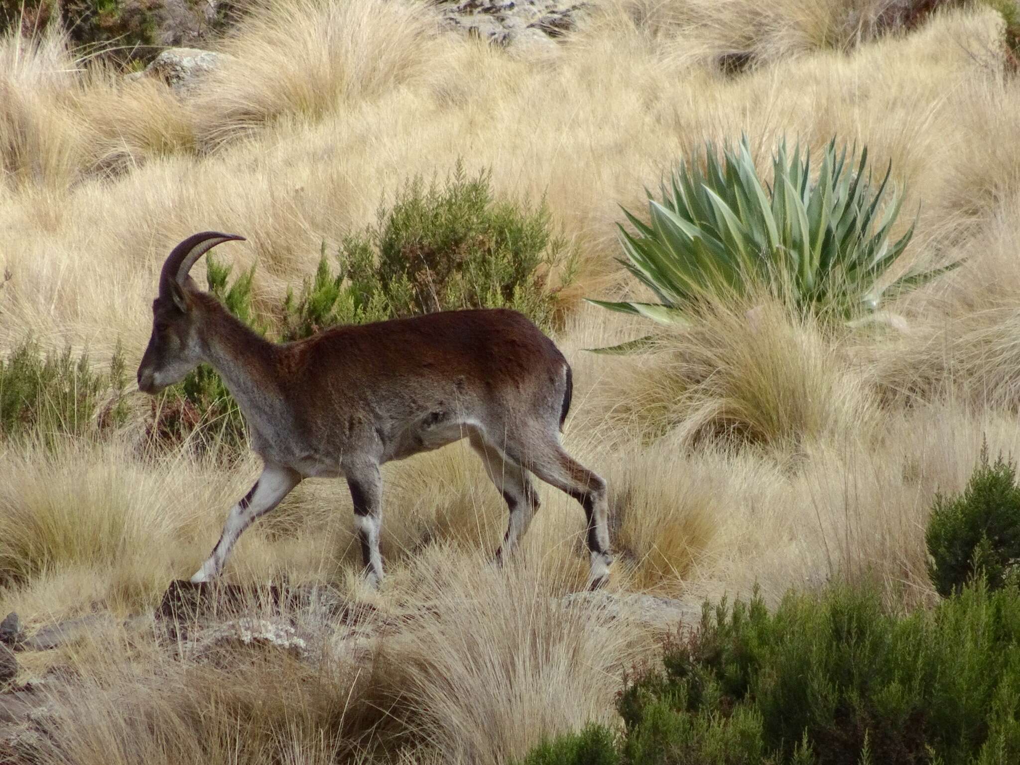 Image of Walia Ibex