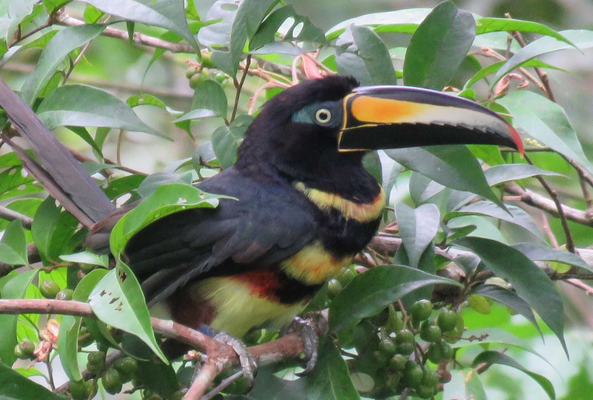 Image of Many-banded Aracari