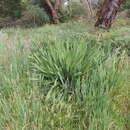 Image of Watsonia meriana var. bulbillifera (J. W. Mathews & L. Bolus) D. A. Cooke