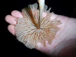 Image de Marasmius calhouniae Singer 1989