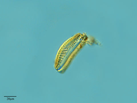 Image of <i>Epithemia argus</i>