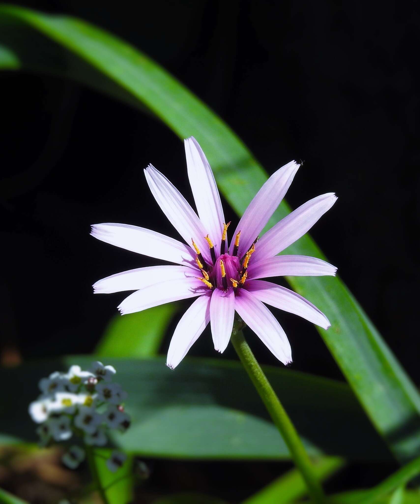 Image of Pseudopodospermum undulatum (Vahl) Zaika, Sukhor. & N. Kilian