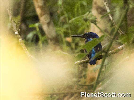 Image of Shining-blue Kingfisher